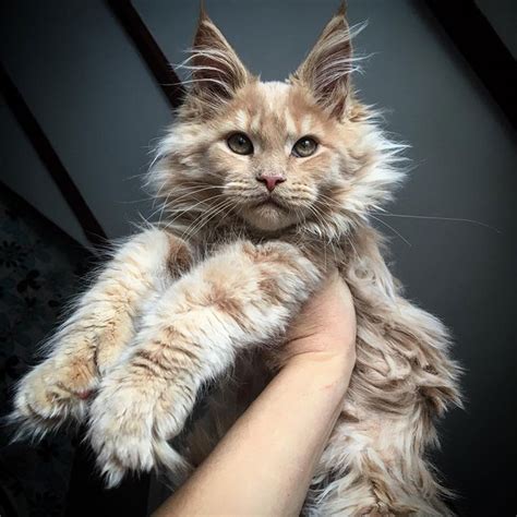 Lion&39;s Head, 5 months old. . Maine coon kittens for sale near illinois
